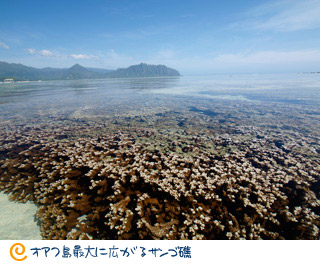 オアフ島最大に広がる珊瑚礁